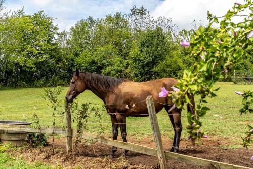 a brown horse standing next to a fence at Tranquil Mountain Escape Luxurious 5-Bedroom Farmhouse with Pool in Maryville