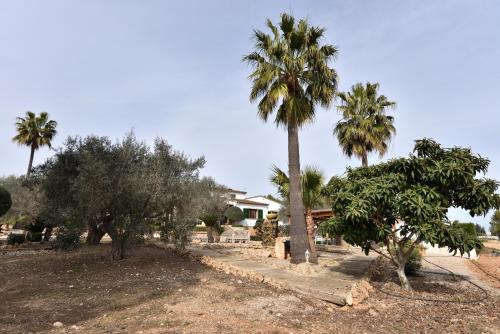 a group of palm trees in front of a house at Sa Tanca Gran in Sineu