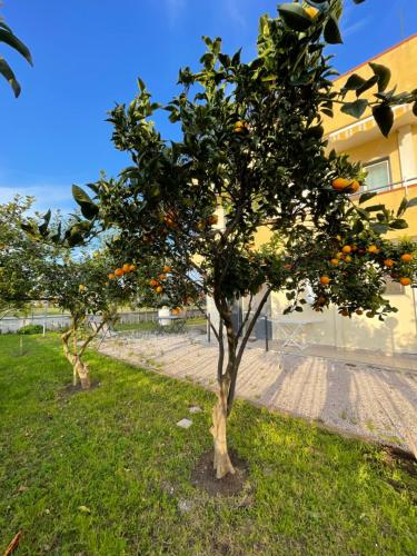 zwei Orangenbäume vor einem Gebäude in der Unterkunft Casa Vacanze Paradise in Santa Maria La Carità