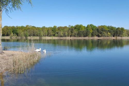 two swans are swimming in a large lake at Tipi Apache des monteaux in Vivy