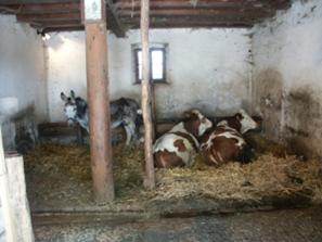 a group of cows laying down in a barn at Alloggio Agrituristico Ai Tre Castelli in Moruzzo