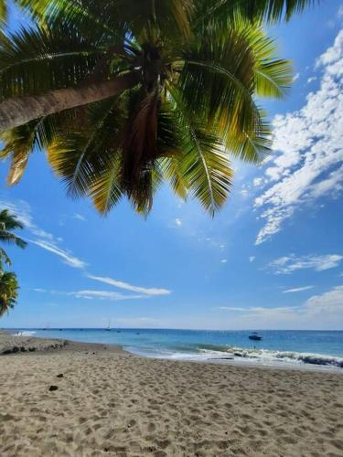 a palm tree on a beach with the ocean at Ti Sucrier Jaune - Douceur caraïbe vue mer in Le Carbet