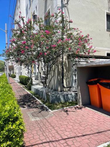 Taman di luar Apê sonho meu.