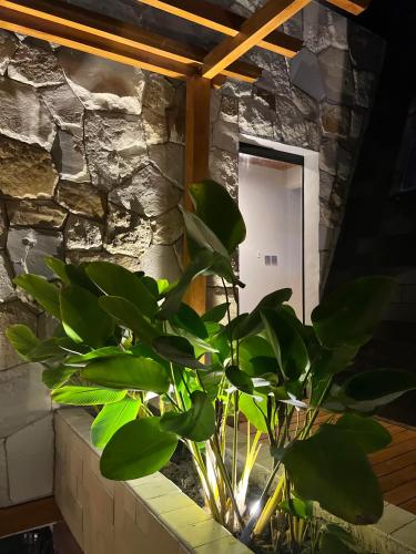 a plant sitting in front of a stone wall at Villa Morphosis in Berpodak