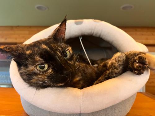 un gato tumbado en una cama de gato sobre una mesa en DeerStar HomeStay B&B, en Dongshan