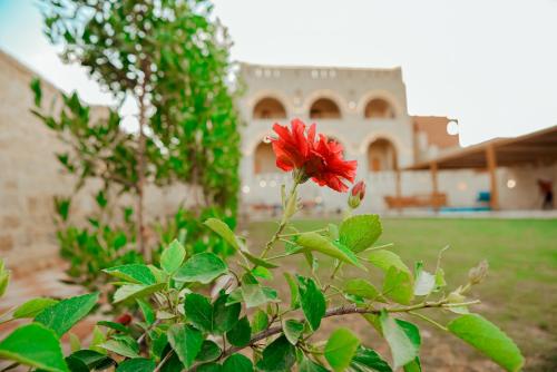 a red flower on a bush in front of a house at Al Burj Hotel in Tunis