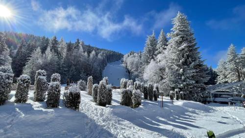 een sneeuwrijke tuin met een boom bij Boro Boro in Borovets