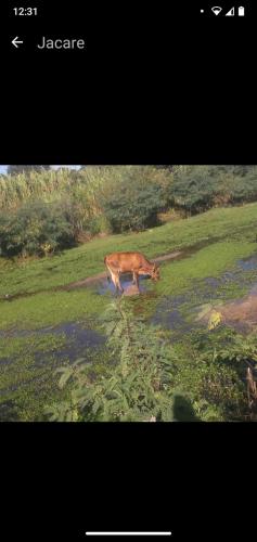 krowa stojąca na polu jedząca trawę w obiekcie Piscina Do Evandro w mieście Campina Grande