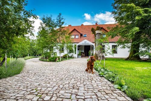 a brown dog is standing on a brick road in front of a house at Dworek Tradycja in Łobez