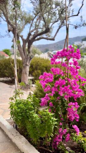 a bunch of pink flowers in a garden at Mistral-Patmos in Patmos