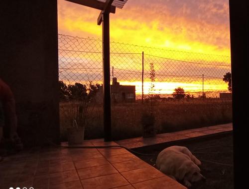 un chien posé sur un tapis devant une clôture dans l'établissement Casaquinta J&M, à Olavarría