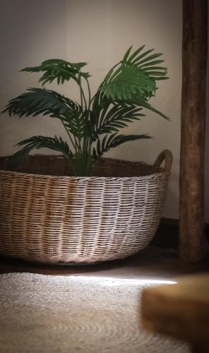 a plant in a basket sitting on a table at Sunflower Guesthouse and Animal Rescue - Koh Lipe in Ko Lipe