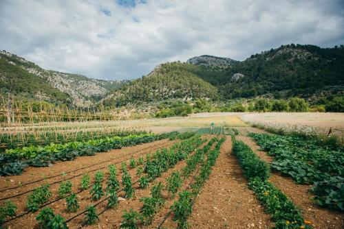 a field of crops with mountains in the background at Monnàber Vell in Campanet
