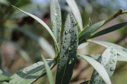 a green leaf with water droplets on it at Certine Agriturismo in Asciano