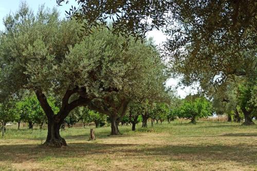 a group of trees in a field with grass at Rizaki Cottage in Nafpaktos in Nafpaktos