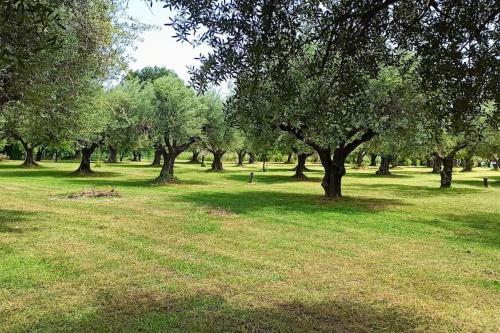 a park with trees and green grass and some trees at Rizaki Cottage in Nafpaktos in Nafpaktos