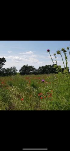 a field of grass with flowers and palm trees at Gîte Mas des ricochets in Aigremont