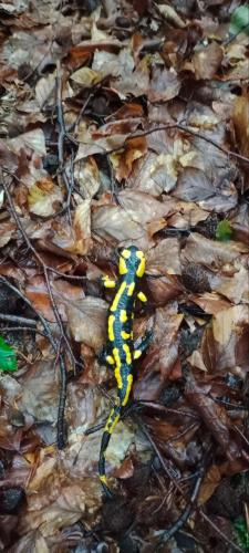 a yellow and black snake crawling on the ground at Під горою in Sheshory