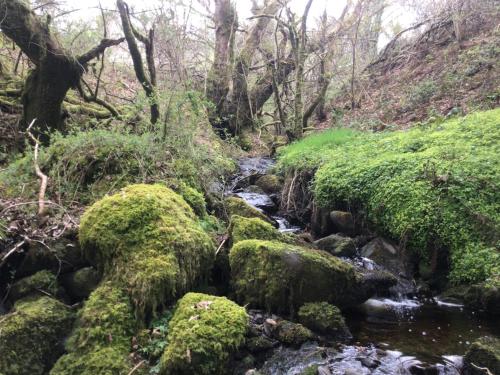 a stream in the woods with moss covered rocks at Fronfetyn in Aberystwyth