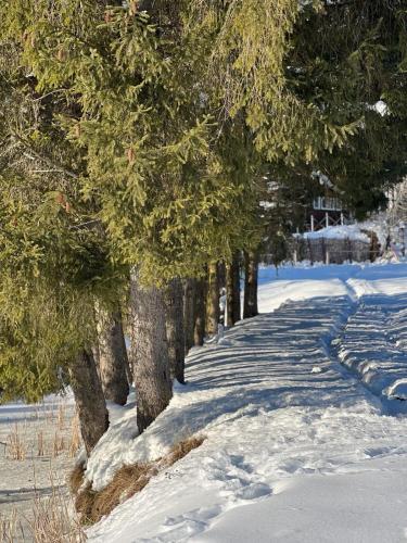 a row of trees on a snow covered path at Casa Roma Lac in Brebu Nou