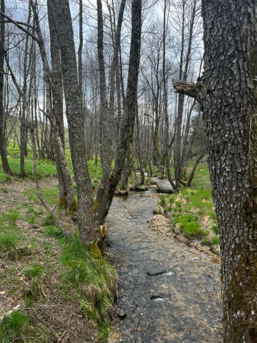 a stream in the middle of a forest with trees at Casa Roma Lac in Brebu Nou