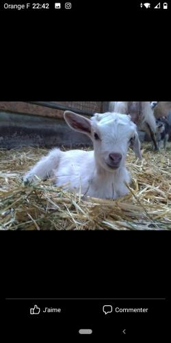 Tiere in der Ferienwohnung oder in der Nähe