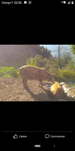 Tiere in der Ferienwohnung oder in der Nähe