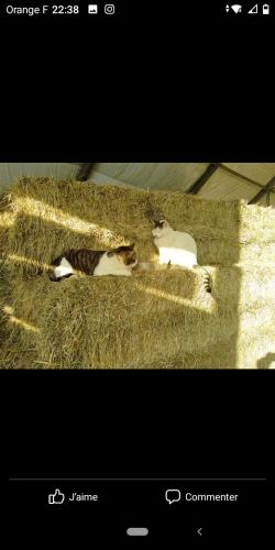 Tiere in der Ferienwohnung oder in der Nähe