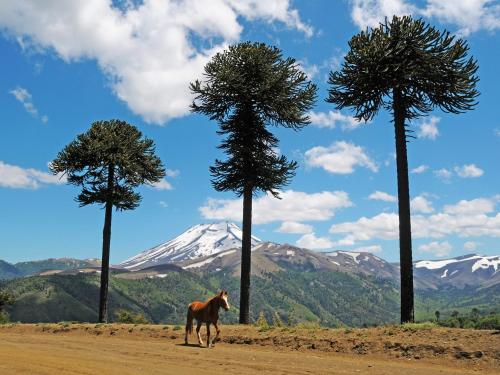 a horse standing in the middle of three trees at Cabaña Payun in Lonquimay