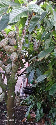 ビハグアにあるBijagua paradise Río Celesteの椅子の横にたくさんの果物が並ぶ木
