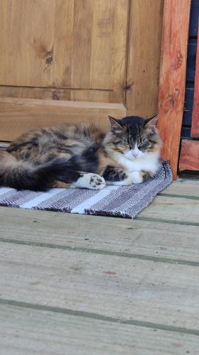 a cat laying on a mat in front of a door at Cabaña Cordillera in Cochamó