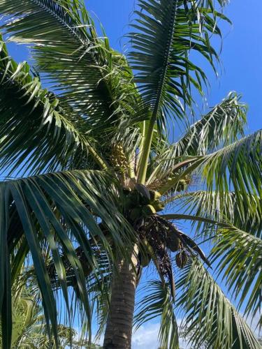 a palm tree with a bunch of coconuts on it at Bungalow Tiny House Puunui in Katiro