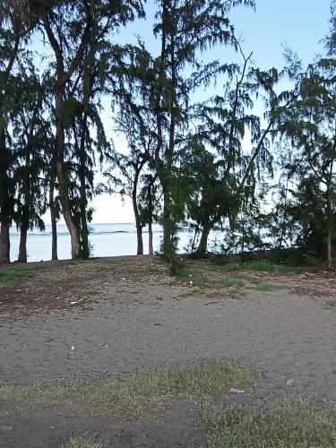 a group of trees on a beach near the water at Chambre Vue sur Mer in Saint-Leu