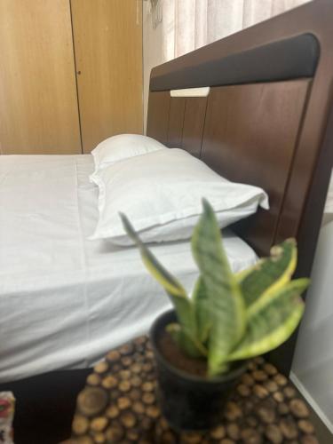 a potted plant on a table next to a bed at Luxurious Homely Private Room In Posh Locality One in Chennai