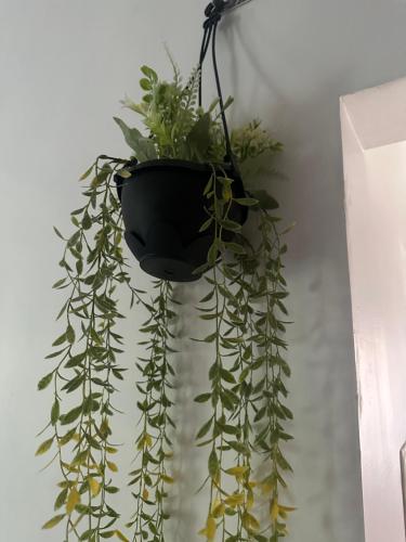 a plant in a vase hanging from a wall at Luxurious Homely Private Room In Posh Locality One in Chennai