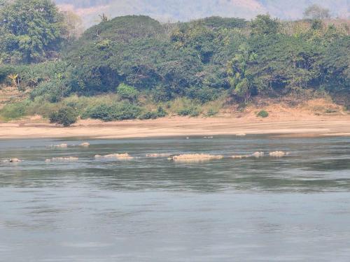 a herd of elephants swimming in the water at Suksomboonhotel in Loei