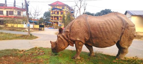 a rhino grazing on grass on the side of a road at Hotel National Park Sauraha- Homely Stay and Peaceful Location in Sauraha