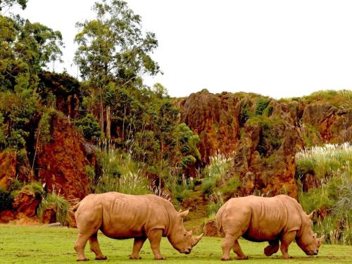 two rhinos walking in a grassy field at Casita con preciosas vistas a la montaña in Boó de Piélagos