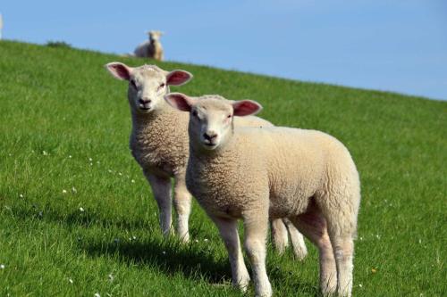 twee schapen in het gras op een heuvel bij Haus Deichblick 1 in Hooksiel