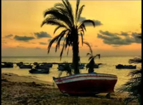 een palmboom en een boot op het strand bij H.younes in El Maamoura