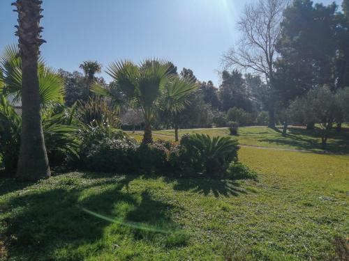 einen Park mit Palmen und einem Grasfeld in der Unterkunft One-Bedroom Apartment in the Center of Budva on a Quiet Street 5 Minutes to the Beach in Budva