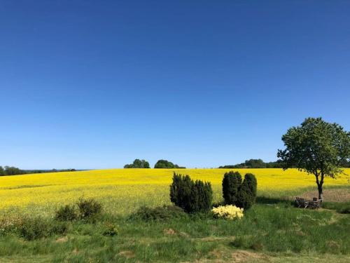 un campo di colza giallo con un albero in primo piano di Sagolikt läge med havsutsikt i Rörum på Österlen a Simrishamn