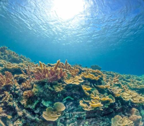 an underwater view of a coral reef at Homestay Hoàng Phúc in Cu Lao Thu