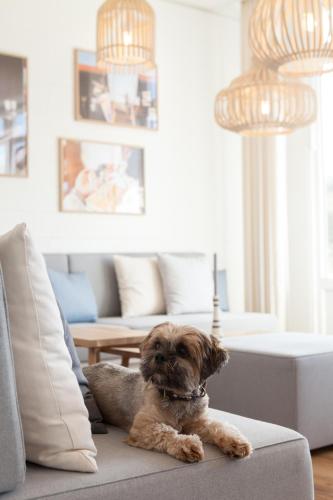 a dog sitting on a couch in a living room at Wyn. Strandhotel Sylt in Westerland (Sylt)