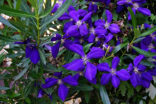 a bunch of purple flowers on a plant at Gite Les Volets Bleus du Segur in Le Ségur-Suech