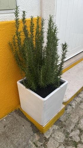 a plant in a white pot next to a door at Rio D´Sal in Alcochete