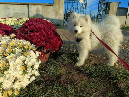 a white dog on a leash next to flowers at Zakrzowek rent in Krakow