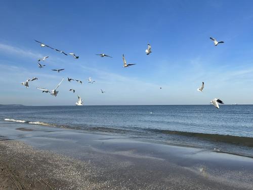 una bandada de aves volando sobre el océano en Pension Wald und See, en Ahlbeck