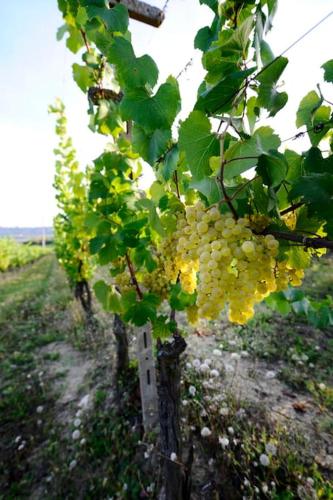 Gallery image of Cascina Olivetta -sleep in winery in Moncalvo