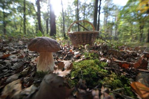 a mushroom and a basket on the ground in the woods at Chalet cozy au milieu des bois in Ménestreau-en-Villette